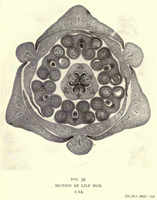 Illustration for article titled 110 Years Ago, These Microscopic Photos Horrified Londoners